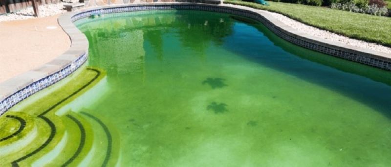Khi bể bơi vào mùa mưa ẩm hoặc đã lâu không hoạt động, các bào tử tảo và rêu sẽ liên tục xâm nhập vào hồ và nhân lên nhanh chóng